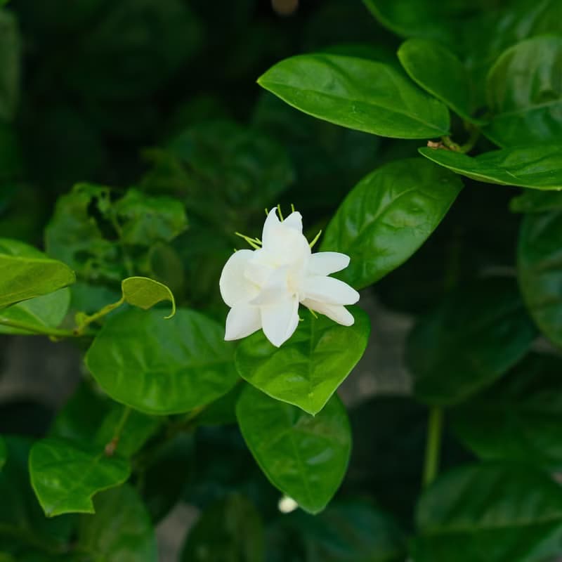 【茉莉花 烏龍】台灣原葉立體袋茶 30入 環保夾鏈袋裝 2份組