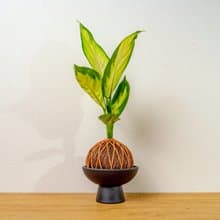 苔球植物 瑪莉安黛粉葉咖啡苔球加磨砂高腳缽 苔球 苔玉 禮物