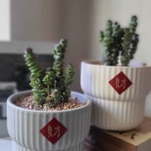年節味多肉植栽自種組合