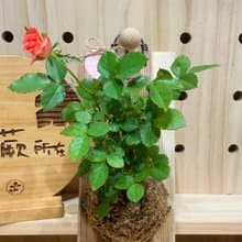 【植蕨所在】 迷你玫瑰  陽台擺設 牆面擺設 上板植物 送禮首選