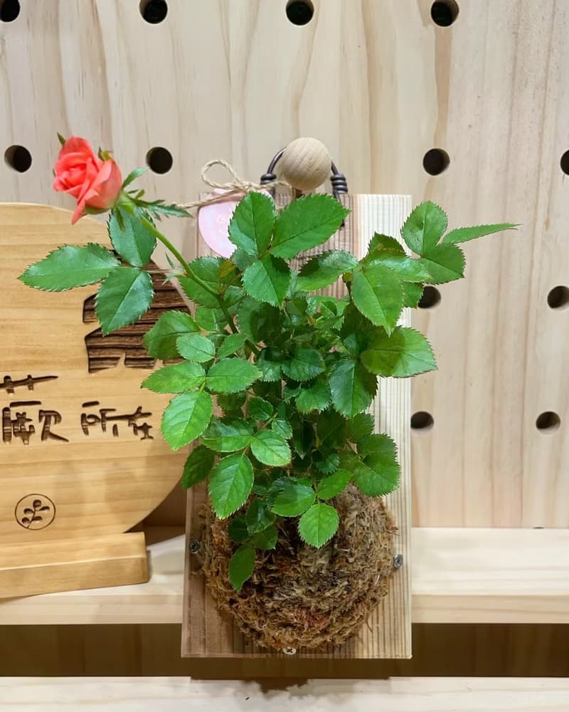 【植蕨所在】 迷你玫瑰  陽台擺設 牆面擺設 上板植物 送禮首選