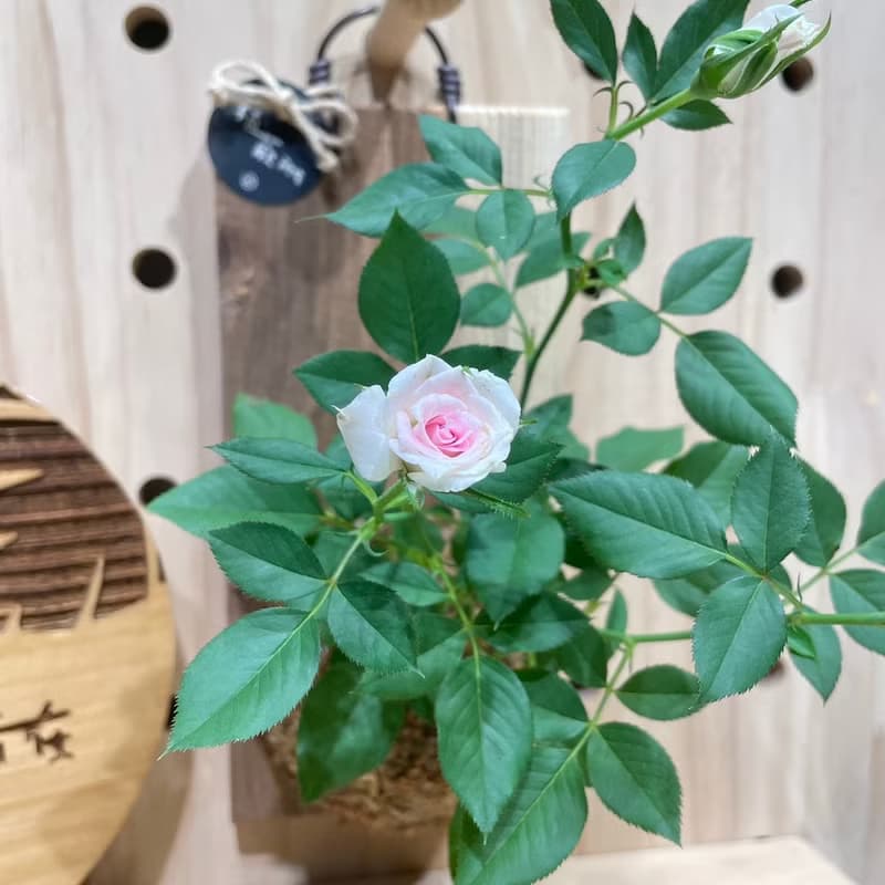 【植蕨所在】 迷你玫瑰  陽台擺設 牆面擺設 上板植物 送禮首選