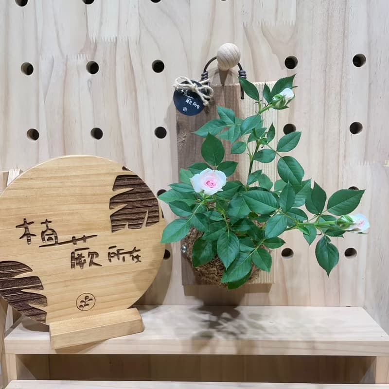 【植蕨所在】 迷你玫瑰  陽台擺設 牆面擺設 上板植物 送禮首選