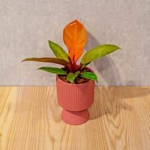 紅帝王蔓綠絨豆沙紅高腳陶盆 桌上盆栽 室內植物 禮物