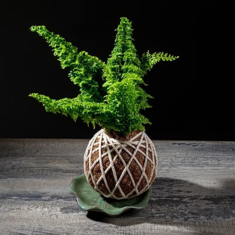密葉波斯頓腎蕨苔球 苔球植物 苔玉 適合室內植物 辦公室植物