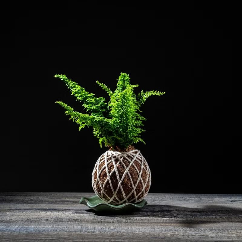 密葉波斯頓腎蕨苔球 苔球植物 苔玉 適合室內植物 辦公室植物