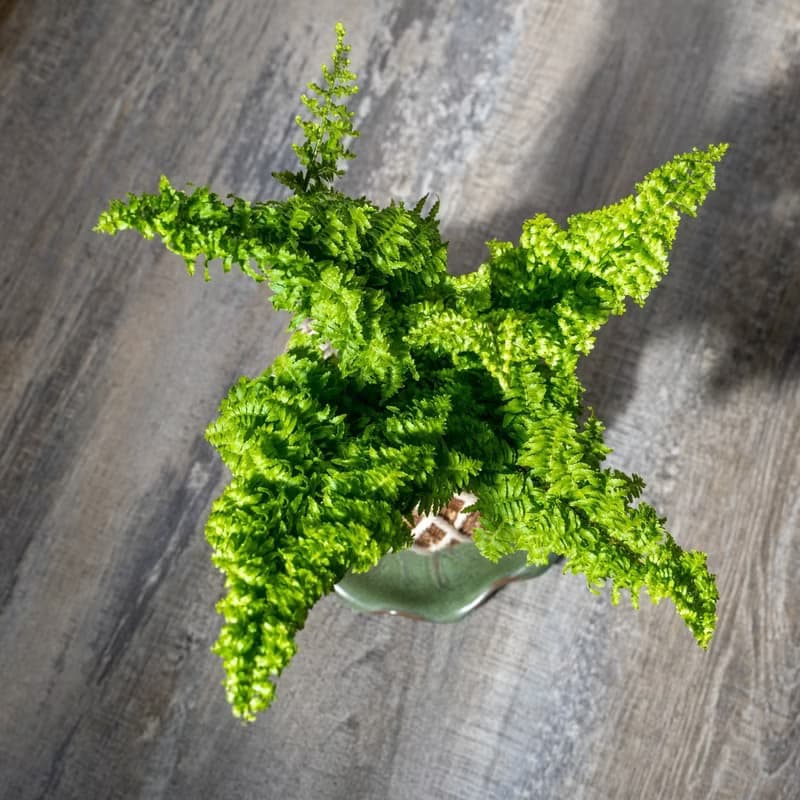 密葉波斯頓腎蕨苔球 苔球植物 苔玉 適合室內植物 辦公室植物