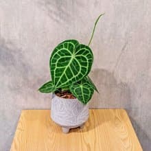 圓葉花燭盆栽 桌上盆栽 大樹葉紋 水泥盆栽 開幕送禮 喬遷禮物