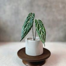 火鶴之后－手工革製小盆栽 送禮