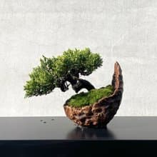 小品盆栽-系魚川真柏 盆景 送禮