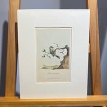 1811年George Graves英國鳥類學-藍山雀-蝕刻版畫手繪上色Etching