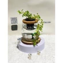 蕨美植栽 室內網美植栽水耕植栽-嬰兒的眼淚+弧形透明玻璃瓶