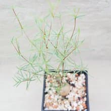 【荳荳多肉】【柳葉麒麟】喬遷│送禮│升遷│多肉植物