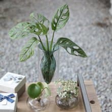 水培植栽│窗孔龜背芋_室內植物 辦公室盆栽 店內擺設 送禮