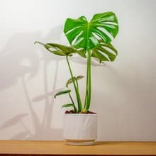 龜背芋 流線白陶盆栽 開幕盆栽推薦 桌上盆栽 送禮