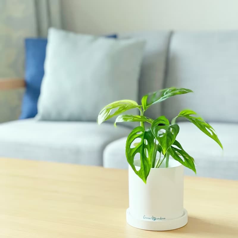 【入職送禮】簡約陶瓷盆栽/人氣網美觀葉植物/居家辦公室擺飾