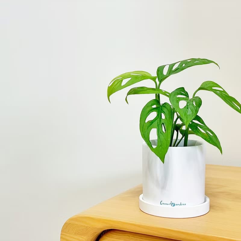 【入職送禮】簡約陶瓷盆栽/人氣網美觀葉植物/居家辦公室擺飾