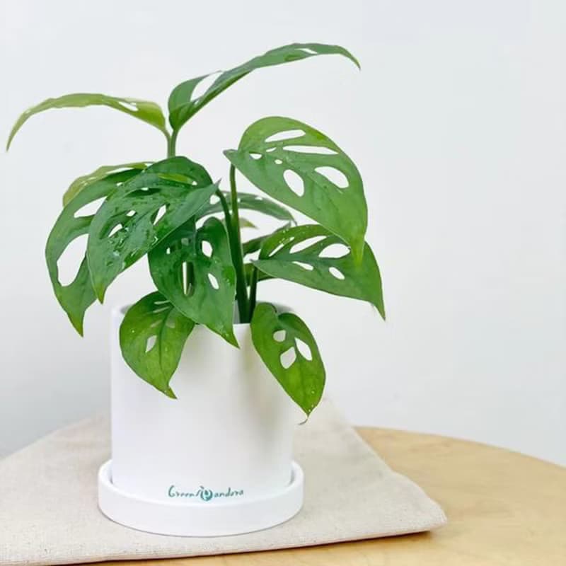 【入職送禮】簡約陶瓷盆栽/人氣網美觀葉植物/居家辦公室擺飾