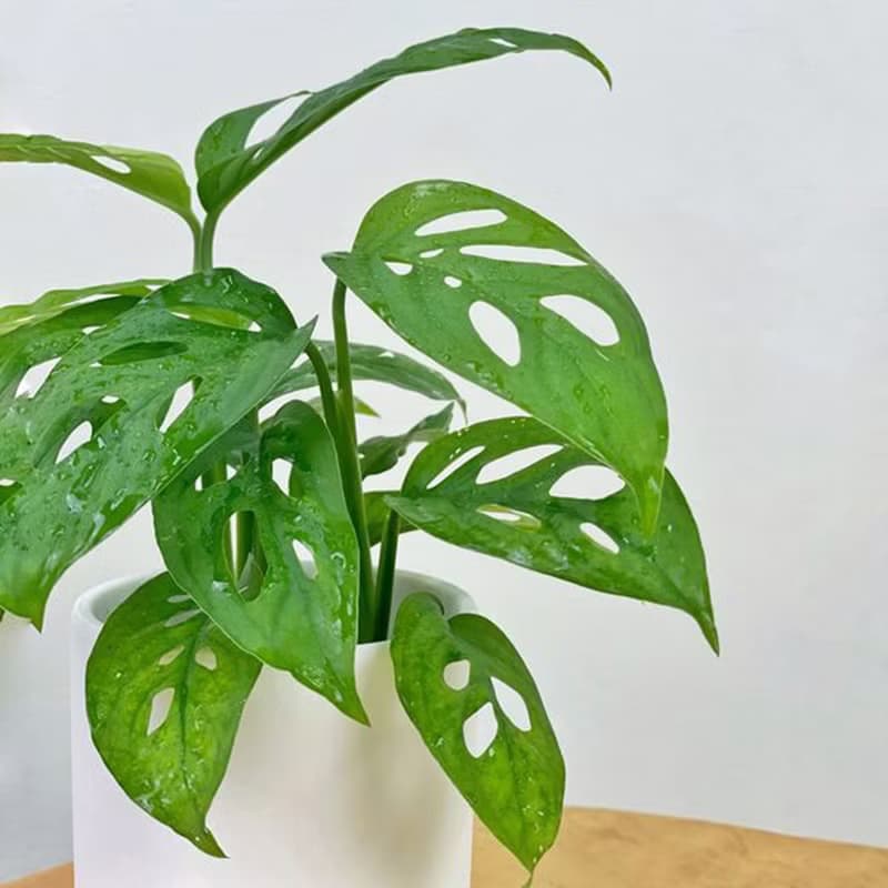 【入職送禮】簡約陶瓷盆栽/人氣網美觀葉植物/居家辦公室擺飾