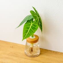 絨葉觀音蓮 三角水耕盆栽 室內植物 觀葉植物 禮物 水培 桌上盆栽