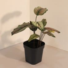 Calathea whitest 斜紋 _室內植栽