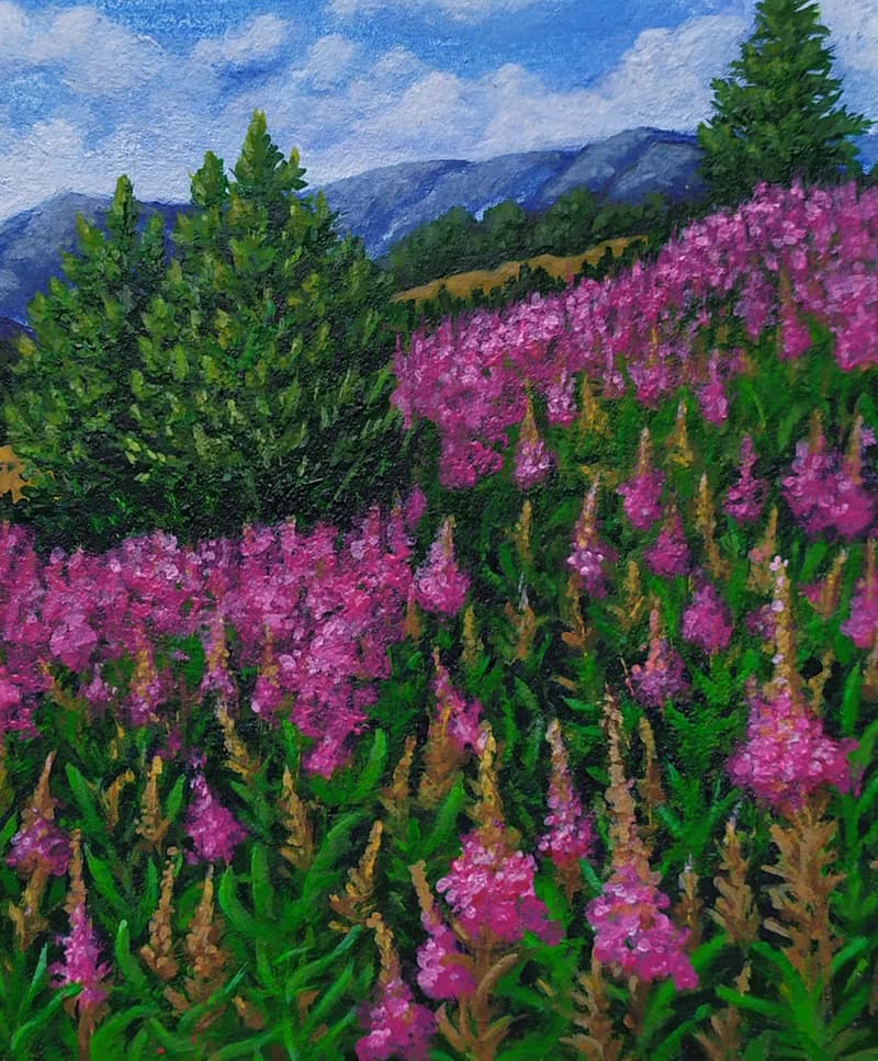 盛開的阿爾泰山。一片生氣勃勃的紫色柳蘭田。獨一無二的藝術品