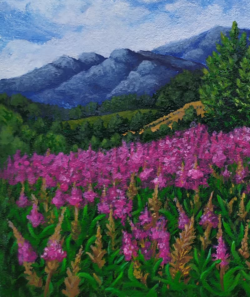 盛開的阿爾泰山。一片生氣勃勃的紫色柳蘭田。獨一無二的藝術品