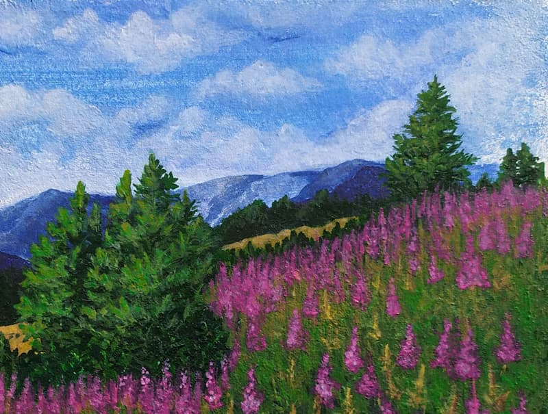 盛開的阿爾泰山。一片生氣勃勃的紫色柳蘭田。獨一無二的藝術品