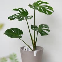 龜背芋│有植 Yuzhi