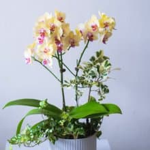 黃金富樂蘭花觀葉盆栽 | 榮升 | 開幕送禮 | 居家佈置