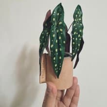 星點秋海棠皮革小品