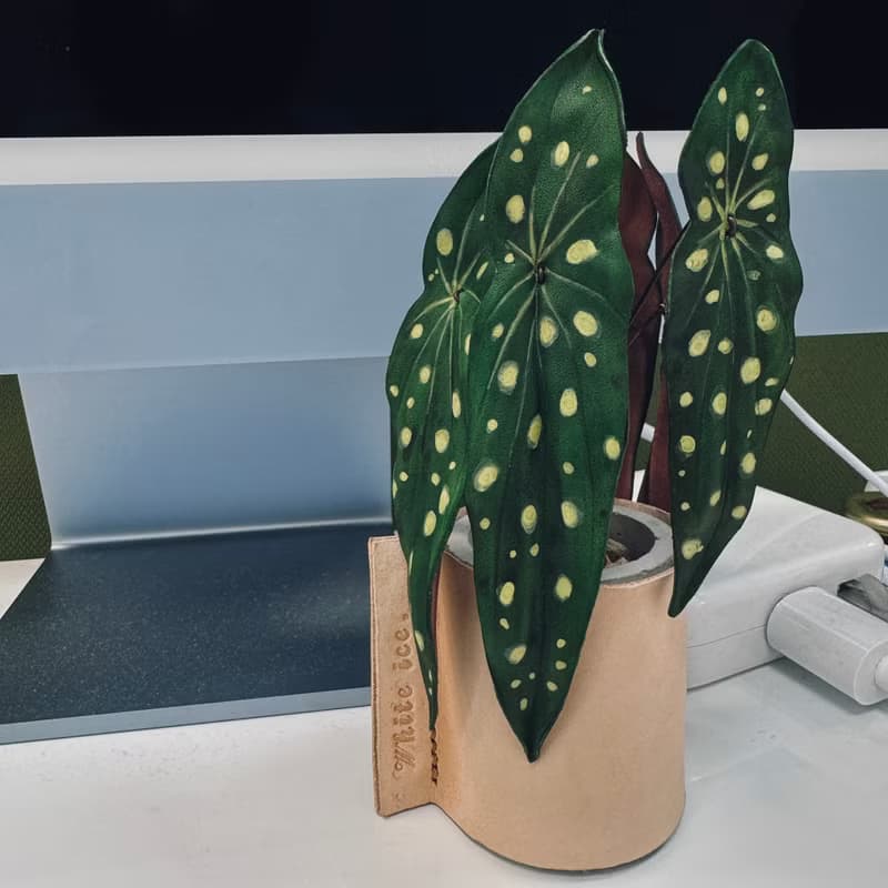 星點秋海棠皮革小品