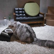 WOODY好食(雙口) 曲木寵物食器台-含瓷碗 現代黑