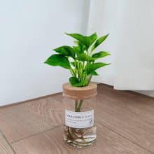 植栽 室內盆栽 黃金葛 水耕植物