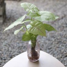 水培植栽│金玉合果芋_室內植物 吹製玻璃  淡粉