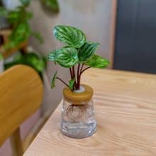 西瓜皮椒草 三角水耕盆栽 室內植物 觀葉植物 禮物 水培