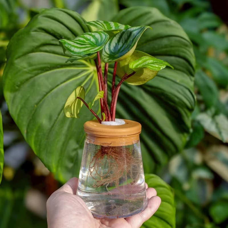 西瓜皮椒草 三角水耕盆栽 室內植物 觀葉植物 禮物 水培