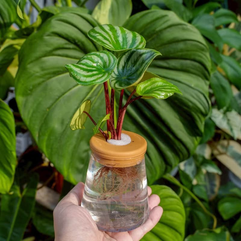 西瓜皮椒草 三角水耕盆栽 室內植物 觀葉植物 禮物 水培