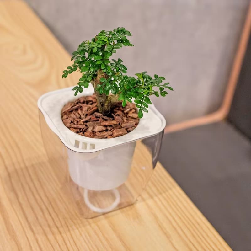 胡椒木 免澆水方形盆栽 室內植物 觀葉植物 禮物 盆栽 辦公室小物