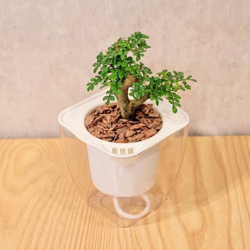胡椒木 免澆水方形盆栽 室內植物 觀葉植物 禮物 盆栽 辦公室小物