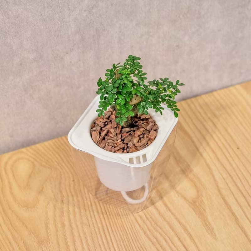 胡椒木 免澆水方形盆栽 室內植物 觀葉植物 禮物 盆栽 辦公室小物
