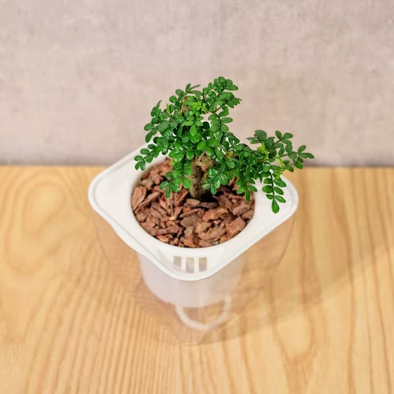 胡椒木 免澆水方形盆栽 室內植物 觀葉植物 禮物 盆栽 辦公室小物