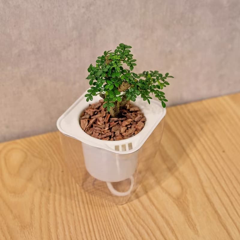 胡椒木 免澆水方形盆栽 室內植物 觀葉植物 禮物 盆栽 辦公室小物