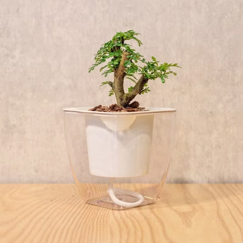胡椒木 免澆水方形盆栽 室內植物 觀葉植物 禮物 盆栽 辦公室小物