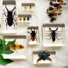日式木盒昆蟲標本 (16款)