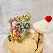 創意空鳳架  空鳳花架花園 辦公室 桌上展示架