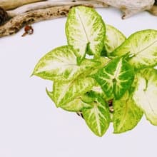 金玉合果芋苔球│板植│室內植物│窗邊植物│觀葉植物