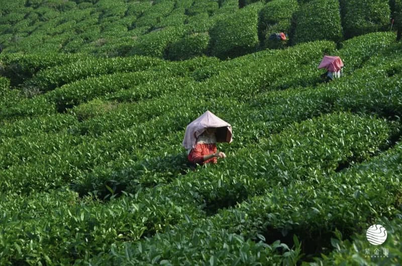 一盞茶 (青梅香/ 製茶師手捻日曬款)