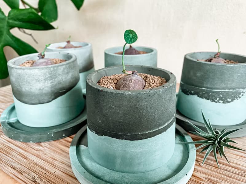 【手作水泥盆】小琉球的海小圓盆/ 盆器(不含植栽)