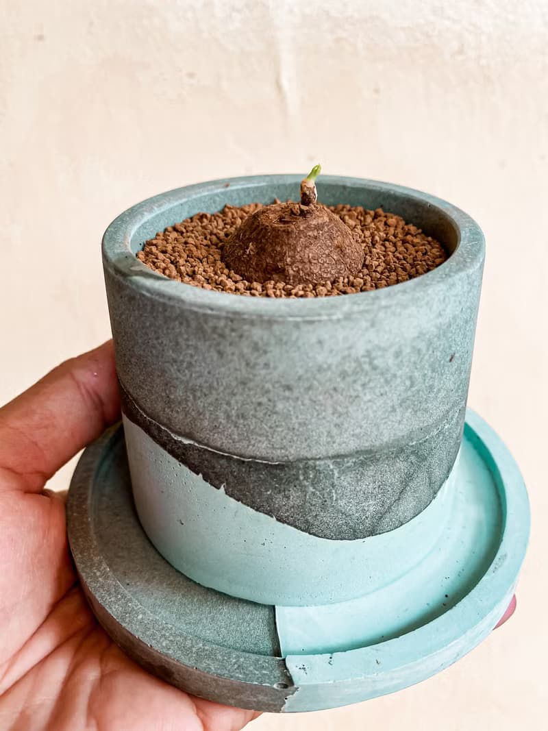 【手作水泥盆】小琉球的海小圓盆/ 盆器(不含植栽)